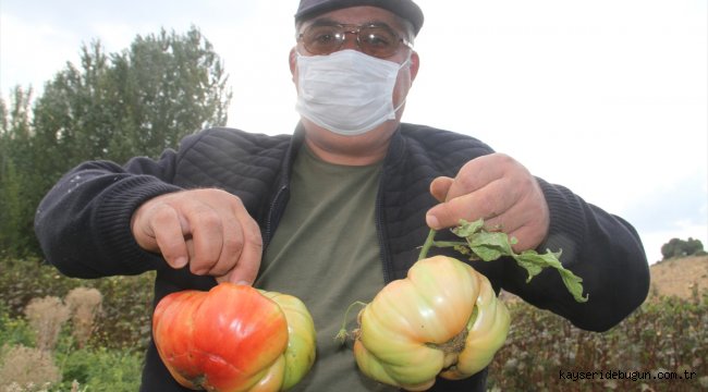 Beyşehirli çiftçi, hobi bahçesinde 1 kilograma ulaşan Osmanlı domatesi yetiştirdi
