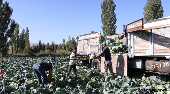 Niğde'de lahanadaki verim ve kalite çiftçiyi sevindirdi