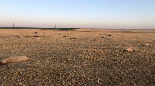 Aksaray'da merada otlayan 164 koyun telef oldu