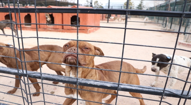 Niğde'de yasaklı ırk 50 köpek koruma altına alındı